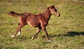 Brown Arabian horse foal running over green field. Royalty Free Stock Photo