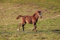 Brown Arabian horse foal running over green field Royalty Free Stock Photo