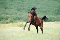 Brown arabian horse playing on pasture