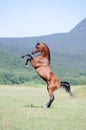 Brown arabian horse rearing on pasture