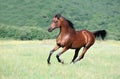 Brown arabian horse running gallop on pasture