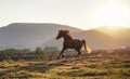 Brown Arabian horse running on grass field, afternoon sun shines in background Royalty Free Stock Photo