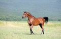 Brown arabian horse running trot on pasture Royalty Free Stock Photo