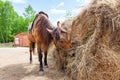 A brown arabian horse with a saddle on his back bowed his head and eats hay from a dry stack Royalty Free Stock Photo