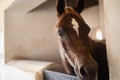 Brown arabian horse in stable Royalty Free Stock Photo