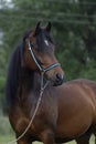 Brown arabian pony horse