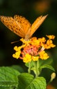 Brown Argus