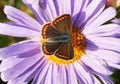 Brown Argus Royalty Free Stock Photo