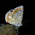 Brown Argus Royalty Free Stock Photo