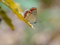 Brown Argus butteffly, Aricia agestis. Royalty Free Stock Photo