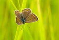 Brown Argus butterfly Royalty Free Stock Photo