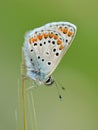 The brown argus butterfly or Aricia agestis Royalty Free Stock Photo