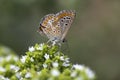 Brown Argus Butterfly Aricia agestis Royalty Free Stock Photo