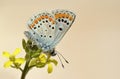 The brown argus butterfly or Aricia agestis on flower