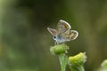 Brown argus butterfly, Aricia agestis Royalty Free Stock Photo