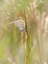 Brown Argus butterfly, Aricia agestis, in habitat. Devon, UK. Royalty Free Stock Photo