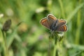 A Brown Argus Butterfly, Aricia agestis, nectaring on a daisy flower in springtime in the UK. Royalty Free Stock Photo