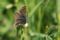 A Brown Argus Butterfly, Aricia agestis, nectaring on a daisy flower in springtime in the UK. Royalty Free Stock Photo