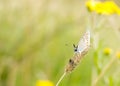 A Brown Argus butterfly (Aricia agestis) resting on a grass flowerhead Royalty Free Stock Photo