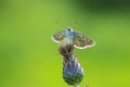 brown argus butterfly, Aricia agestis, top view, open wings Royalty Free Stock Photo