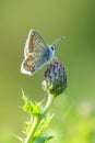 brown argus butterfly, Aricia agestis, top view, open wings Royalty Free Stock Photo