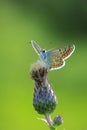 brown argus butterfly, Aricia agestis, top view, open wings Royalty Free Stock Photo