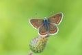 brown argus butterfly, Aricia agestis, top view, open wings Royalty Free Stock Photo