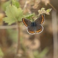 A Brown Argus Butterfly