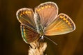 The brown argus lat. Aricia agestis, is a butterfly in the family Lycaenidae