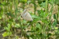 Brown Asian butterfly on green plant leaf, animal insect close up, beautiful macro wildlife Royalty Free Stock Photo