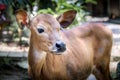 Brown asian calf