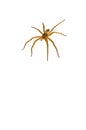 Brown Asian house spider isolated on white background.