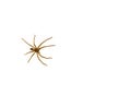 Brown Asian house spider isolated on white background.