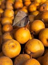 Brown Asian pears at a local outdoor market