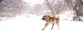 Brown Asian shepherd in winter day during snow