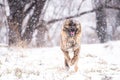 Brown Asian shepherd in winter day during snow
