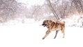 Brown Asian shepherd in winter day during snow