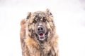 Brown Asian shepherd in winter day during snow