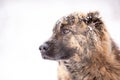 Brown Asian shepherd in winter day during snow