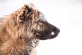 Brown Asian shepherd in winter day during snow