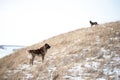 Brown Asian shepherd in winter day