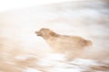 Brown Asian shepherd in winter