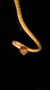 Brown Asian Vine snake found in Borneo forest. Royalty Free Stock Photo