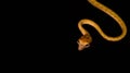 Brown Asian Vine snake found in Borneo forest. Royalty Free Stock Photo