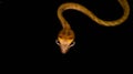 Brown Asian Vine snake found in Borneo forest. Royalty Free Stock Photo