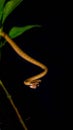 Brown Asian Vine snake found in Borneo forest. Royalty Free Stock Photo