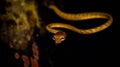 Brown Asian Vine snake found in Borneo forest. Royalty Free Stock Photo