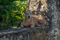 Brown aspin dog sitting on a stone wall with green tropical plants in the background