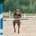 Brown Australian Kelpie dog training and jumping over the agility hurdle