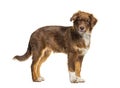 Brown Australian shepherd dog looking at camera, isolated Royalty Free Stock Photo